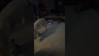 Golden retriever puppy going crazy late at night [upl. by Biagio85]