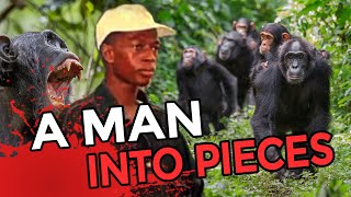 These DEADLY Escaped Chimps Ripped Man into Pieces [upl. by Feinleib407]