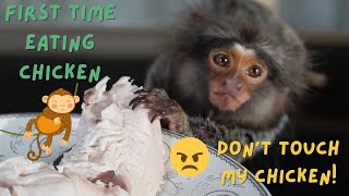 Tiny Baby Marmoset Monkey Eats Chicken for First Time funvideos monkeys fingermonkey cutepets [upl. by Rajiv]