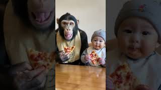 The baby orangutan and the baby share pizza cute lovely babyorangutan [upl. by Anonyw]