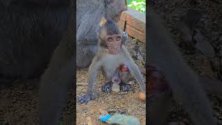 A Ly is the most miserable baby monkey because A Ly fell from a tree causing a leg injury now has [upl. by Adiam]