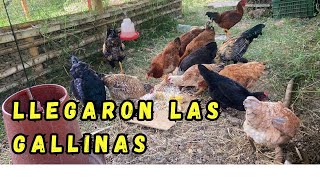 LLEGARON las Gallinas  🐓🤩😎😍🐥🐥🐥👍 [upl. by Icken35]