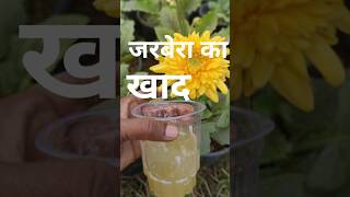 Gerbera plant flower fertilizergardening video [upl. by Adnawed997]