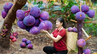 Single Girl Harvest Wild Fruit in the woods for sell  Harvesting and cooking  BREAKING [upl. by Siduhey785]