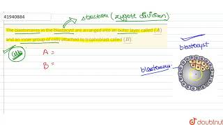 The blastomeres in the blastocyst are arranged into an outer layer called ulA and an inner [upl. by Felicle]