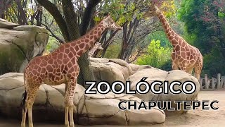 ZOOLÓGICO DE CALI [upl. by Cleopatre]