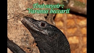 Toutsavoir  Varanus beccarii [upl. by Ocire]