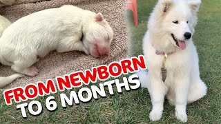 A Samoyed Puppy Journey From Newborn to 6 Months [upl. by Hausmann]