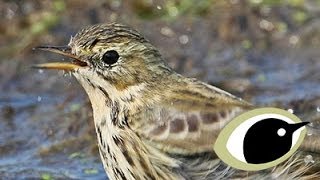 BTO Bird ID  Meadow Pipit Tree Pipit amp Skylark [upl. by Holzman873]