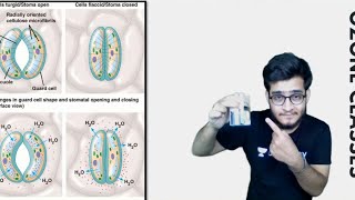 Awesome Way to Understand the Mechanism of Opening and Closing of Stomata due to Potassium amp Malate [upl. by Owain437]