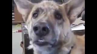 funny dog voiceover [upl. by Najed741]