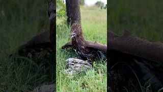 Amazing speed of Eagle hunt their prey for food [upl. by Seaver708]