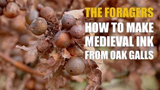 The Foragers How to make medieval ink from Oak Galls [upl. by Jueta]