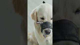 Muzzle Training Safety Measure or Cruel [upl. by Terina]