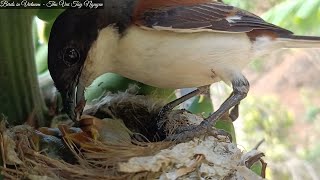 Parents are busy bringing food back to the nest for the chicks [upl. by Teryl529]