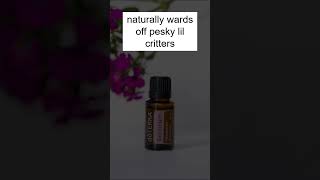 Geranium essential oil benefits and uses [upl. by Luhey487]