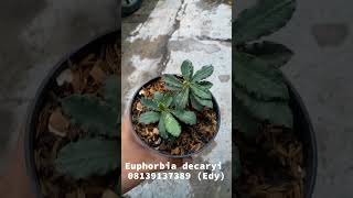 Merawat rumput madagaskar quotEuphorbia decaryiquot [upl. by Eryn485]