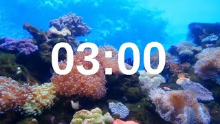 3 Minute Timer Relaxing Music Lofi Fish Background [upl. by Dyanna]