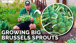 How to Grow Brussels Sprouts for Beginners [upl. by Odlawso111]