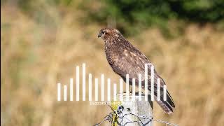 Unlock the Secret Behind Buzzard Buteo Buteo Song [upl. by Allegra]