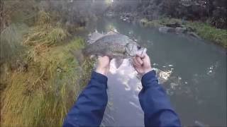 Wild Bass Currumbin Valley Gold Coast [upl. by Yrroc]