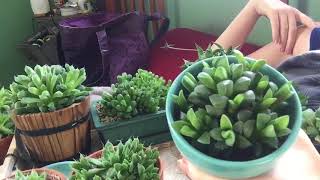 Haworthia Coming Out Of Dormancy [upl. by Hollis]