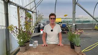 Another 5 Perfect Plants For SandyDry Soils [upl. by Ireva]