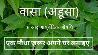 वासा अडूसा के चमत्कारी गुण जानिए। Adhatoda vasica Malabar nut [upl. by Saberio361]