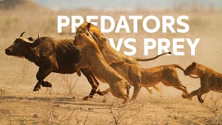 Lions Vs Buffalo Apex Predators Hunt Buffalo For Survival  Wildlife Documentary [upl. by Refinej587]