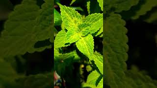 indoorplantplantnursery gardening terracegarde colius plants terrace [upl. by Annat]