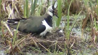 Madárhangok Bíbic Vanellus vanellusnorthern lapwing [upl. by Asirac]