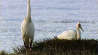 Wild Russia Siberian White Crane [upl. by Ivanah]