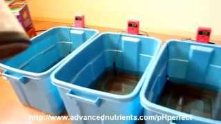 Advanced Nutrients pH Perfect Demonstration [upl. by Arbba]