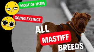 ALL 22 Mastiff Breeds – Most of Them Going Extinct  Dog show [upl. by Lolanthe]