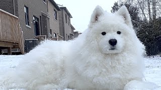 My Samoyed Loves to Stay Still and Enjoy Extreme Cold [upl. by Ingra]