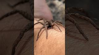 Giant spider likes my arm [upl. by Ztnarf]