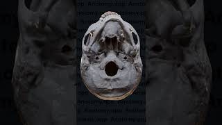 Biomechanics of the temporomandibular joints movements of the mandible [upl. by Anne-Corinne]