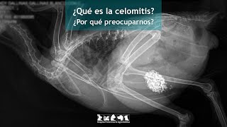 Celomitis en Aves ¿Qué es y cómo proteger a tu ave doméstica [upl. by Lraep]