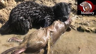 My Mink Brocc and Rocky Hunting Muskrats [upl. by Aittam]