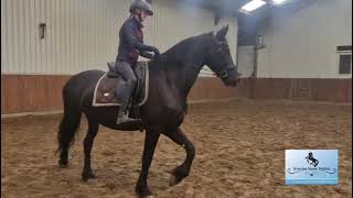 Riding video of Elouisa Full papered Stermare sired by Omer 493 in foal by Kees 531 AAA [upl. by Mert415]