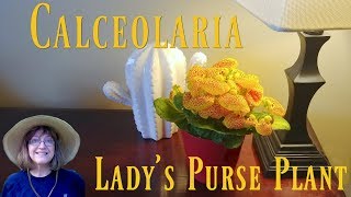 Moms Always Want Gifts A Ladys Purse Plant  Calceolaria [upl. by Elrae]