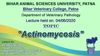 quotActinomycosisquot by Dr Sanjiv Kumar Dept of Vet Pathology BVC [upl. by Fania752]