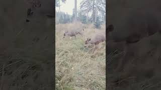 Took the bucks to the main orchard on the Olympic Peninsula [upl. by Osrock]