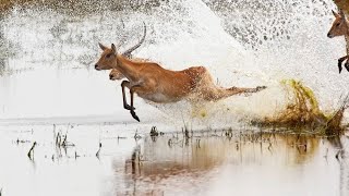 El fascinante mundo de los antilopes 4K [upl. by Eirrem5]