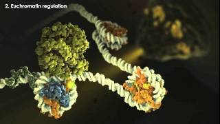 Epigenetics Overview [upl. by Ordisy]