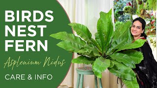 Birds Nest Fern Asplenium Nidus  Care and Info  Watering  Light  Fertilizer  Pests [upl. by Auhsej]