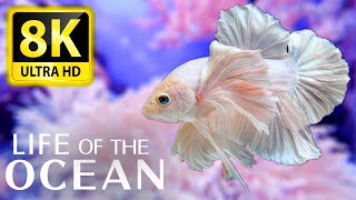 Life of the Ocean 8K ULTRA HD  500 species of sea creatures with relaxing music and ocean sounds [upl. by Nirok373]