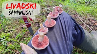 Livadski Šampinjoni  2023  Agaricus campestris [upl. by Norramic]