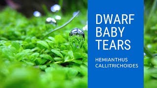 How To Plant Dwarf Baby Tears  Hemianthus Callitrichoides ‘Cuba’ [upl. by Xenos782]