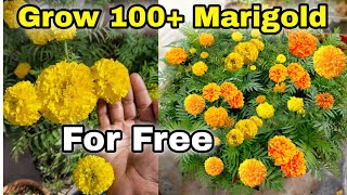 Grow 100 Marigold flower at home  How to grow Marigold from seeds [upl. by Kerekes]